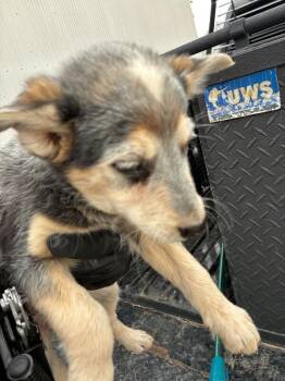 Cattle Dog Dogs Available for Adoption - Pearl | PetCurious