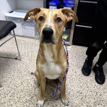 Dog 06/25/2026 -  Shepherd and Mixed Breed Dog for Adoption in Bullhead City, Arizona - Dog 06/25/2026 | PetCurious