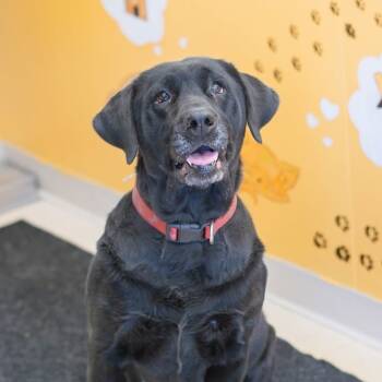 Rescue Black Labrador Retriever Dogs for Adoption in Chariton, Iowa - Aria | PetCurious