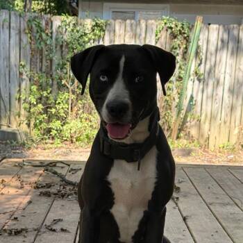 09/30/2026-Stray-18thAvenue -  Mixed Breed Dog for Adoption in Columbus, Georgia - 09/30/2026-Stray-18thAvenue | PetCurious