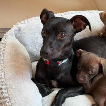 Zuri -  Chihuahua and Dachshund Dog for Adoption in San Pablo, California - Zuri | PetCurious