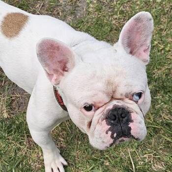 French Bulldog Dogs Available for Adoption in Grant-Valkaria, Florida - Pork Chop | PetCurious