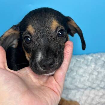 Jolene -  Terrier and Mixed Breed Dog for Adoption in San Antonio, Texas - Jolene | PetCurious