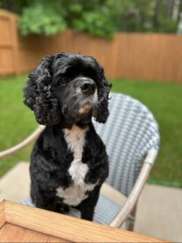 Rescue Cocker Spaniel Dogs for Adoption in Tacoma, Washington - Ross | PetCurious
