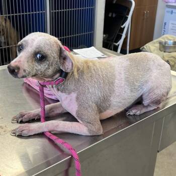 112378 -  Mixed Breed Dog for Adoption in Las Cruces, New Mexico - 112378 | PetCurious