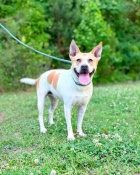 Carolina Dog Dogs Available for Adoption in Gorham, Maine - Samantha | PetCurious