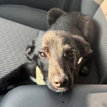 Delta -  Labrador Retriever and Border Collie Dog for Adoption in Portland, Oregon - Delta | PetCurious