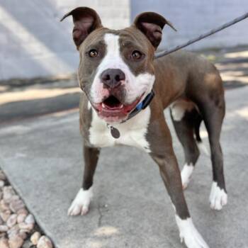 Tia Dalma -  Mixed Breed and Pit Bull Terrier Dog for Adoption in Salt Lake City, Utah - Tia Dalma | PetCurious