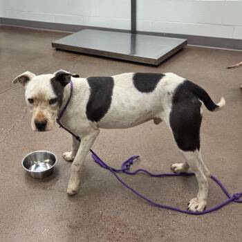 Pit Bull Terrier Dogs Available for Adoption in Chattanooga, Tennessee - Trooper | PetCurious