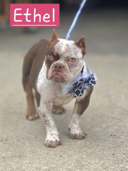 American Bully Dogs Available for Adoption in Walthill, Nebraska - Ethel  | PetCurious