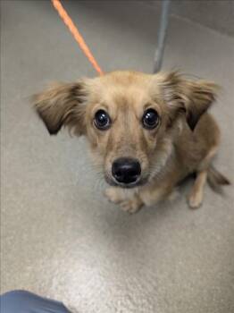ARIA -  Dachshund Dog for Adoption in Las Vegas, Nevada - ARIA | PetCurious