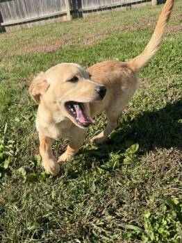 Hawaii : Hanalei -  Labrador Retriever and Corgi Dog for Adoption in Aurora, Indiana - Hawaii : Hanalei | PetCurious