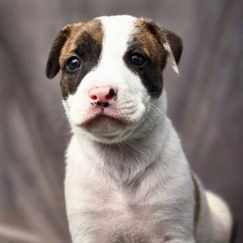 Shepherd and Boxer Dogs Available for Adoption in San Diego, California - Chicago Pup - Hounds | PetCurious