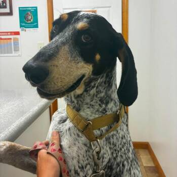 Copper -  Bluetick Coonhound Dog for Adoption in Brooksville, Kentucky - Copper | PetCurious