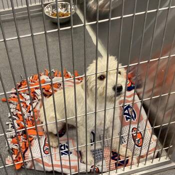 PennyMae -  Wirehaired Terrier Dog for Adoption in Montgomery, Alabama - PennyMae | PetCurious