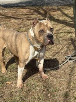 Pit Bull Terrier Dogs Available for Adoption - Baron | PetCurious