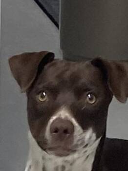 Mallory -  German Shorthaired Pointer and Terrier Dog for Adoption in Hartford, Kentucky - Mallory | PetCurious
