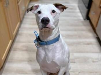 SNOW -  Labrador Retriever and Pointer Dog for Adoption in Tallahassee, Florida - SNOW | PetCurious
