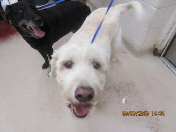 Reggie/bogie (80) -  Labradoodle Dog for Adoption in Marietta, Georgia - Reggie/bogie (80) | PetCurious