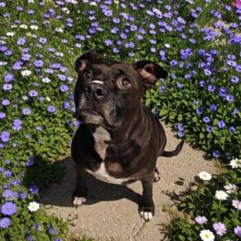 CHLOE -  Pit Bull Terrier Dog for Adoption - CHLOE | PetCurious