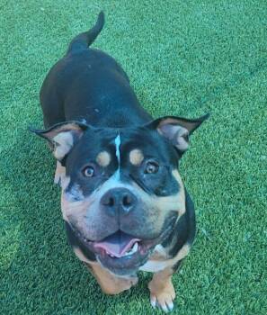 Thumper -  American Bulldog Dog for Adoption in Frankfort, Kentucky - Thumper | PetCurious