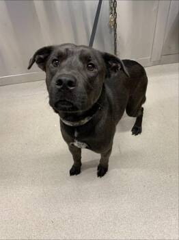 HADES -  Labrador Retriever and Mixed Breed Dog for Adoption in Fairbanks, Alaska - HADES | PetCurious