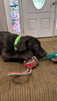 Rescue Staffordshire Bull Terrier Dogs for Adoption in Holly Springs, North Carolina - Kevin Malone (The Office Litter) | PetCurious