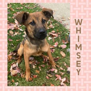 Rescue Shepherd Dogs for Adoption in Mokena, Illinois - Whimsy | PetCurious