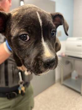 Pit Bull Terrier and Mixed Breed Dogs Available for Adoption in Gastonia, North Carolina - Mia | PetCurious