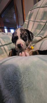 Gus -  Black Mouth Cur Dog for Adoption in New London, Wisconsin - Gus | PetCurious
