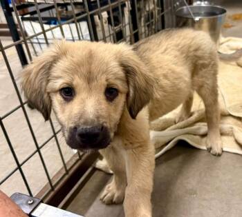 Woody -  Golden Retriever and Anatolian Shepherd Dog for Adoption in Phoenix, Arizona - Woody | PetCurious