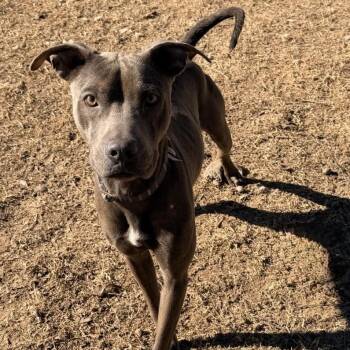 Vesta -  Boxer and Terrier Dog for Adoption in Calera, Alabama - Vesta | PetCurious