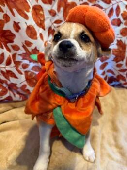 Pencil -  Chihuahua Dog for Adoption in Dunmore, Pennsylvania - Pencil | PetCurious