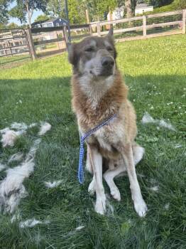 Husky and German Shepherd Dog Dogs Available for Adoption in Georgetown, Ohio - Sundance | PetCurious