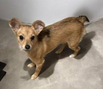 Tiny -  Chihuahua Dog for Adoption in Cheektowaga, New York - Tiny | PetCurious