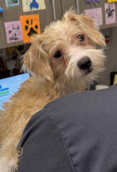 Jenny Lynn -  Terrier and Mixed Breed Dog for Adoption in Kansas City, Missouri - Jenny Lynn | PetCurious
