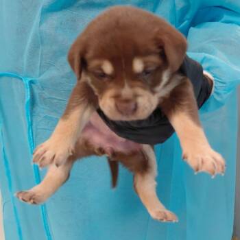 Maia 6118 -  Mixed Breed Dog for Adoption in Loxahatchee Groves, Florida - Maia 6118 | PetCurious
