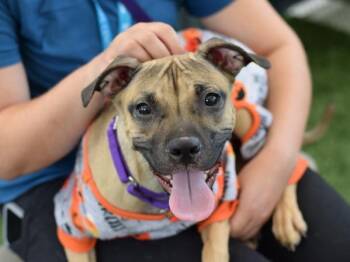 Vega -  Mixed Breed Dog for Adoption - Vega | PetCurious