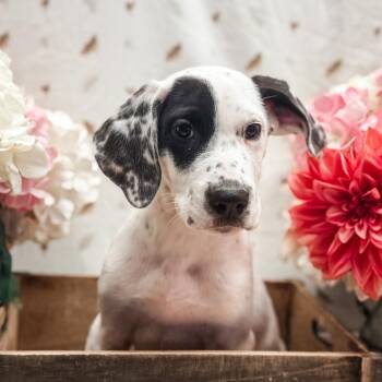 Henry -  Great Dane and Great Pyrenees Dog for Adoption in Newberg, Oregon - Henry | PetCurious