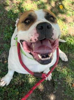 Rescue American Bulldog Dogs for Adoption in Woodland, California - *RUMP ROAST | PetCurious