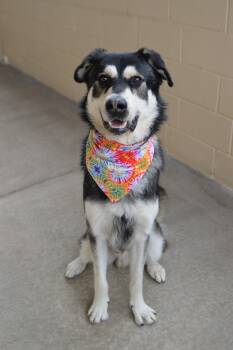 Husky Dogs Available for Adoption in Mckinney, Texas - Neo | PetCurious