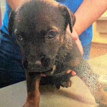Black Labrador Retriever and Shepherd Dogs Available for Adoption in Royse City, Texas - Male 3 | PetCurious