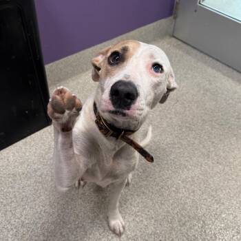 Malibu -  Mixed Breed Dog for Adoption in Englewood, Florida - Malibu | PetCurious