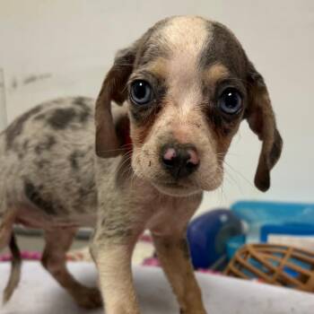 Lupes -  Mixed Breed Dog for Adoption in Yuma, Arizona - Lupes | PetCurious