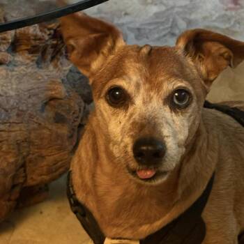 Wirehaired Dachshund Dogs Available for Adoption in Gainesboro, Tennessee - Dink | PetCurious
