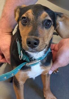 OTTO -  Beagle Dog for Adoption in Elizabethton, Tennessee - OTTO | PetCurious