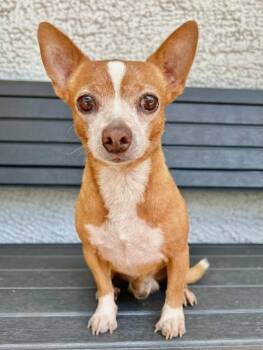 Rescue Chihuahua Dogs for Adoption in Harrison, New York - Chapo | PetCurious