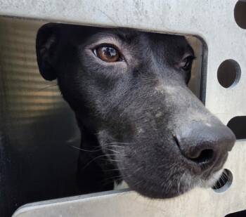 Pit Bull Terrier Dogs Available for Adoption - KENY | PetCurious