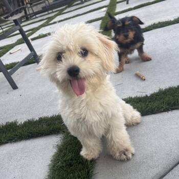 Mr. Snowflake Smee -  Maltipoo Dog for Adoption in Ridgefield, Washington - Mr. Snowflake Smee | PetCurious