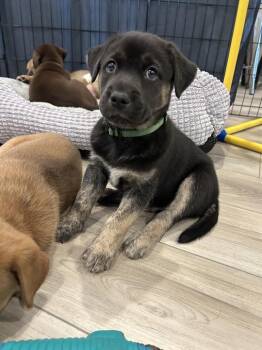 Magic -  Husky and Shepherd Dog for Adoption in Pflugerville, Texas - Magic | PetCurious
